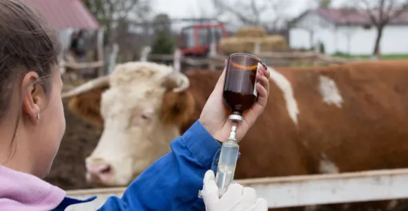 Femme vétérinaire avec un flacon à administrer à une vache