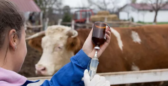 Femme vétérinaire avec un flacon à administrer à une vache