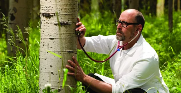 Un médecin pose son stéthoscope sur un arbre