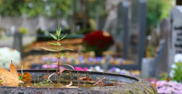 Une plante pousse dans un pot