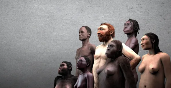 Musée des Sciences Naturelles Néandertalien 