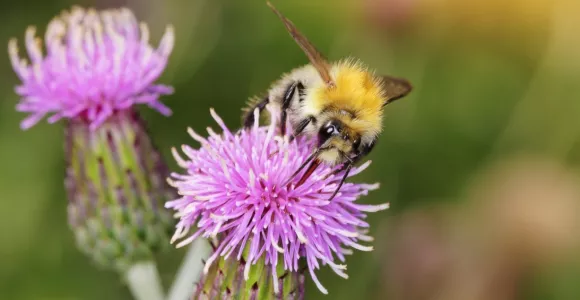 Abeille sur un chardon