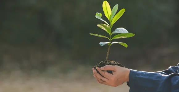 plantation d'arbres