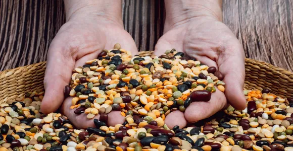 deux mains plongent dans un panier de légumes secs