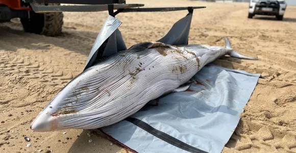 Petit rorqual échoué sur la plage d'Ostende en 2024