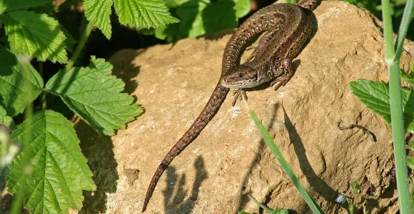 Un lézard vivipare se réchauffe sur une pierre au soleil