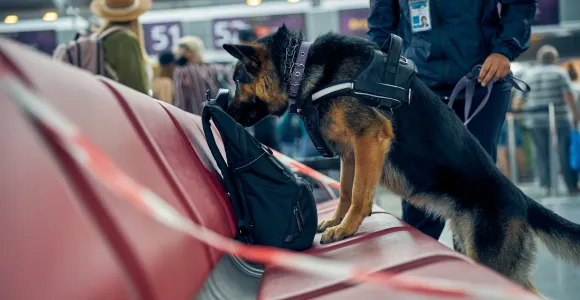 un chien renifle un colis
