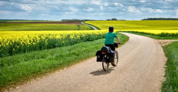 cycliste dans un champ de colza