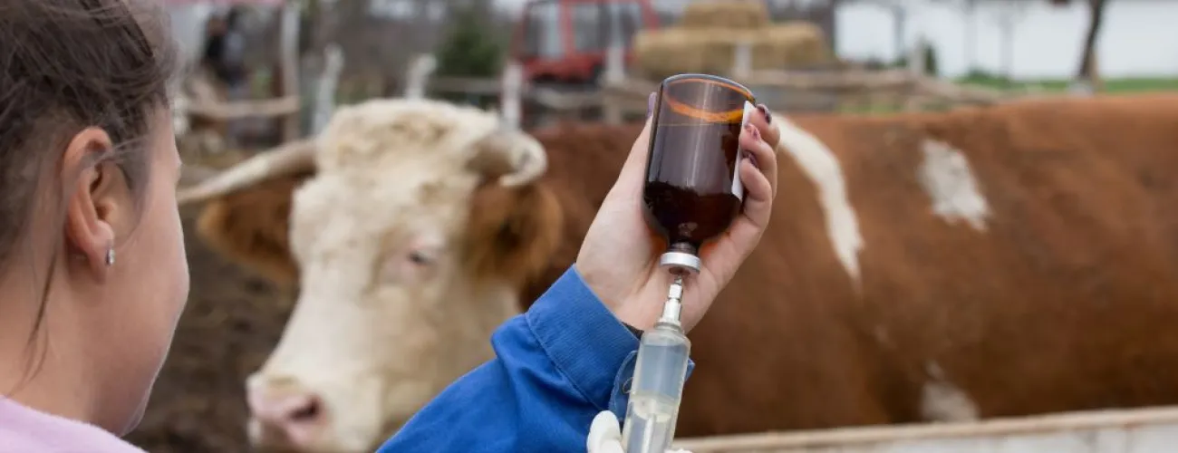 Femme vétérinaire avec un flacon à administrer à une vache