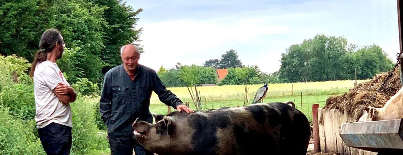 fermier cochon 
