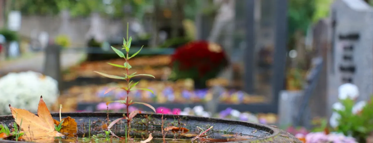 Une plante pousse dans un pot