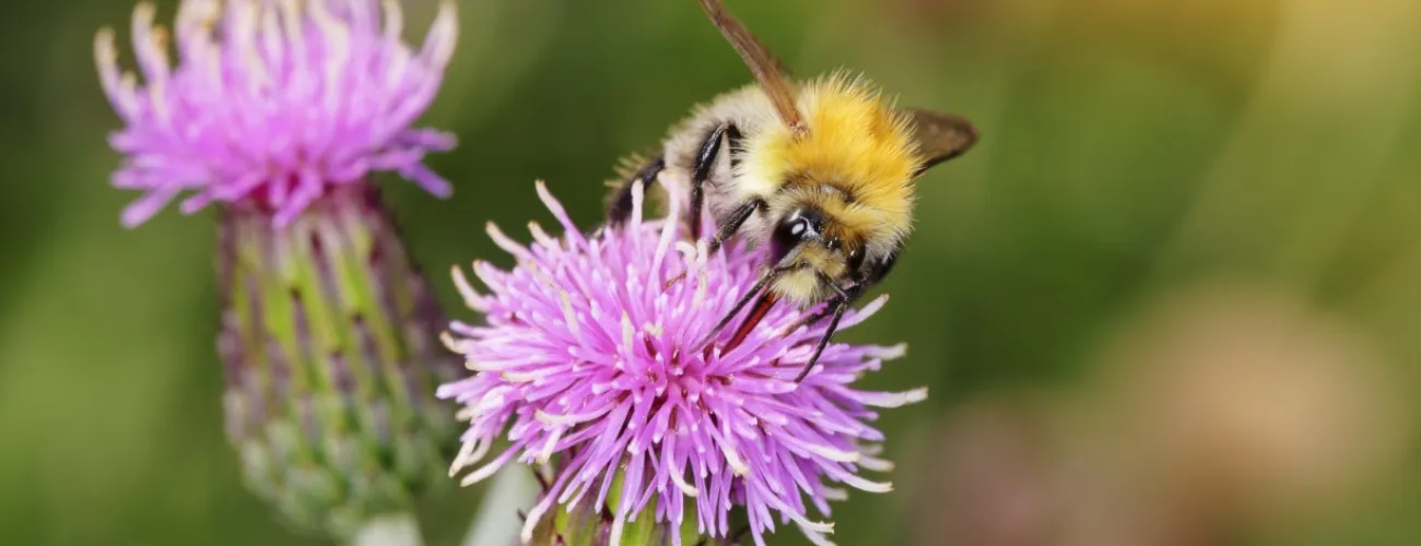 Abeille sur un chardon