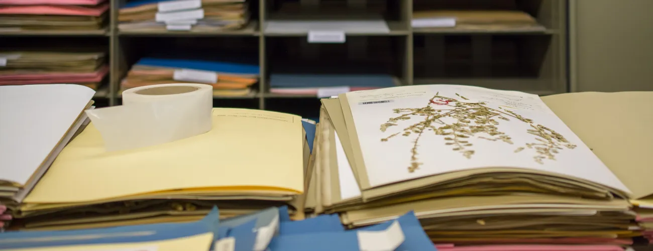 herbier sur une table