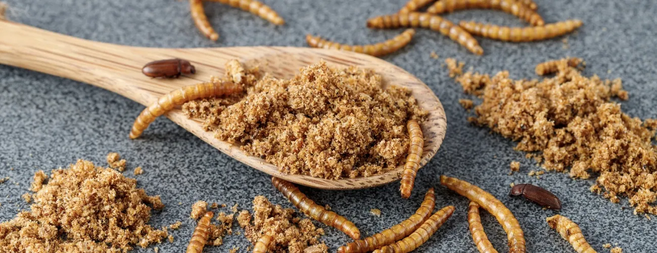 Farine d'insectes présentée dans une cuillère en bois