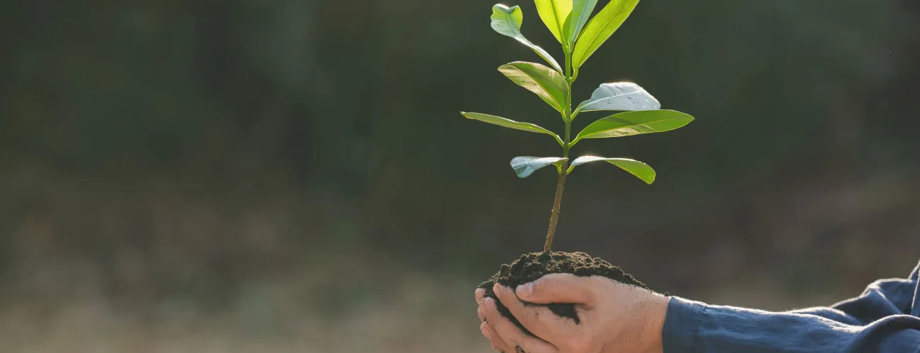 plantation d'arbres
