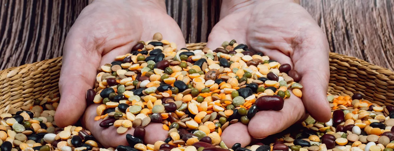 deux mains plongent dans un panier de légumes secs