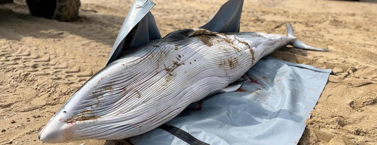 Petit rorqual échoué sur la plage d'Ostende en 2024