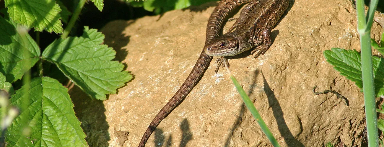 Un lézard vivipare se réchauffe sur une pierre au soleil