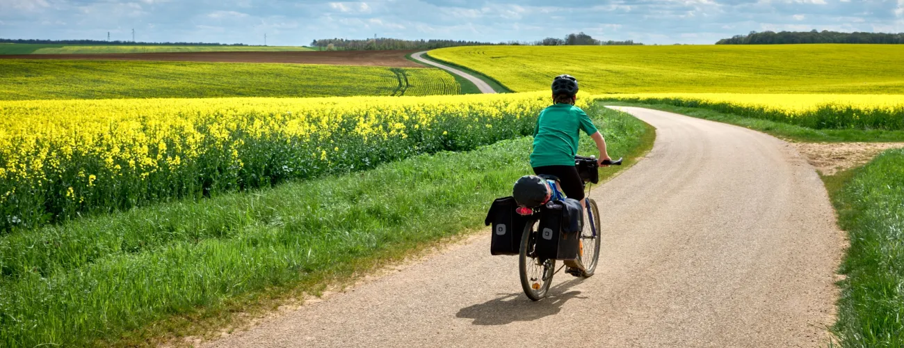 cycliste dans un champ de colza