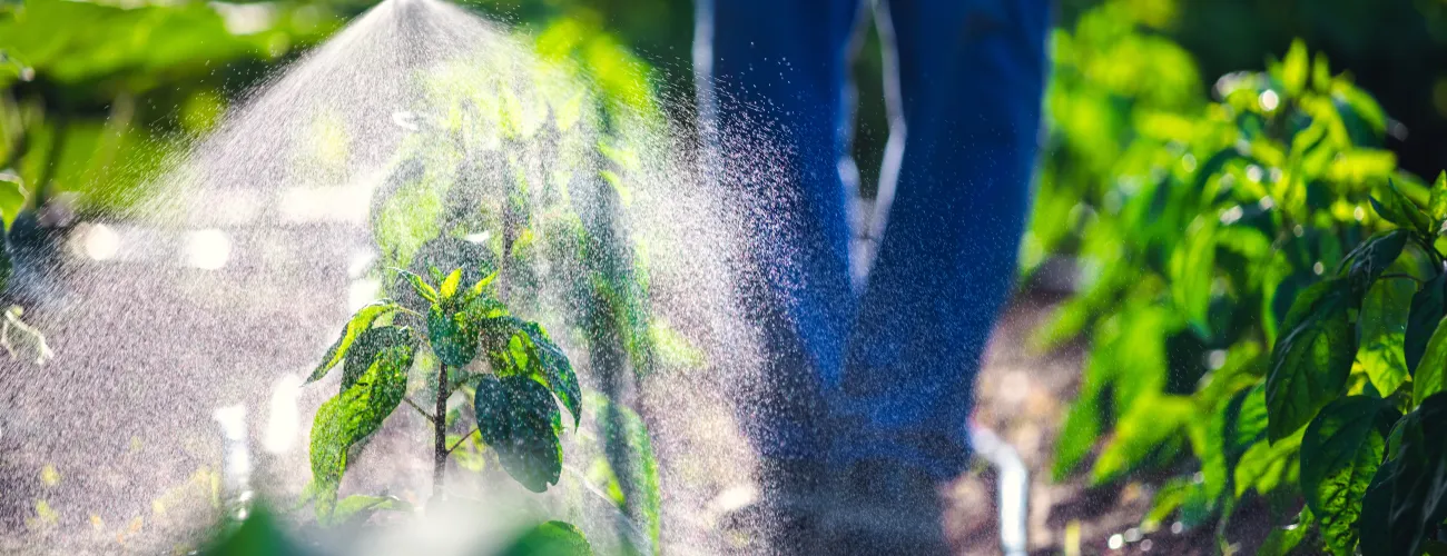Un maraîcher traite ses plants avec des pesticides