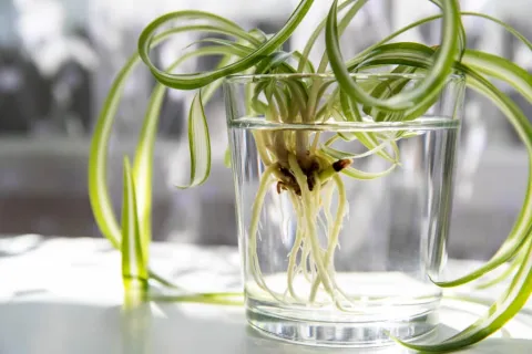 une plante verte bouturée dans un verre d'eau